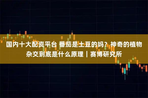 国内十大配资平台 番茄是土豆的妈？神奇的植物杂交到底是什么原理｜赛博研究所